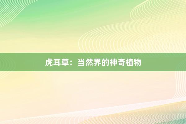 虎耳草：当然界的神奇植物